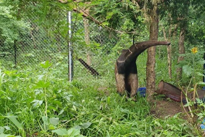 Chiquitanía: Hallan muerta a la osa Valentina