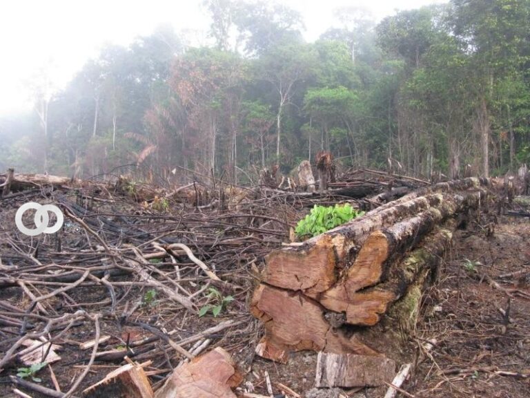 Predicen el colapso de la selva tropical del Amazonas para el año 2064