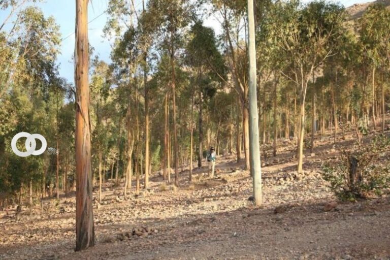 Potosí Bosquecillo