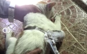 Las autoridades sospechan que los animales son manipulados con comida para ir a las cárceles. (AFP)