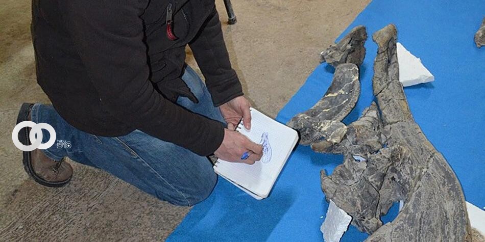 Paleontólogos mexicanos identifican una nueva especie de dinosaurio