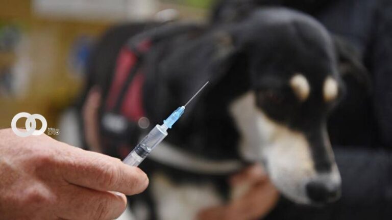 La agencia veterinaria y fitosanitaria Rosseljoznadzor asegura tener un índice de eficacia del 100% y empezará a producirse masivamente en abril. Foto: Twitter.