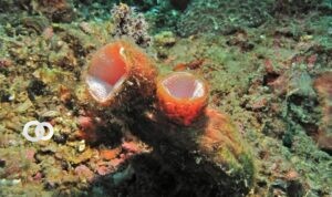 Polycarpa mytiligera, el animal marino capaz de regenerarse | Tel Aviv University