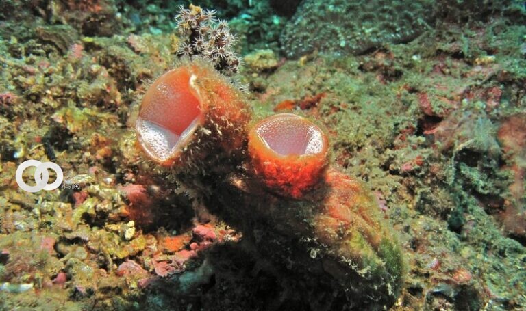 Polycarpa mytiligera, el animal marino capaz de regenerarse | Tel Aviv University