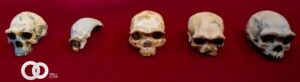 Descubren en China el cráneo de un hombre de 140.000 años de antigüedad