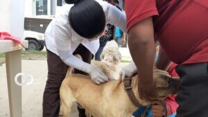 Ministerio de salud vacunó 138.758 mascotas en Cochabamba