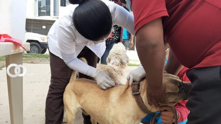 Ministerio de salud vacunó 138.758 mascotas en Cochabamba