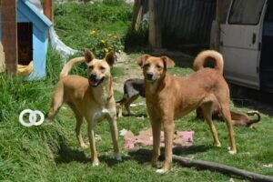 Albergue de animales abre feria de adopción en Santa Cruz