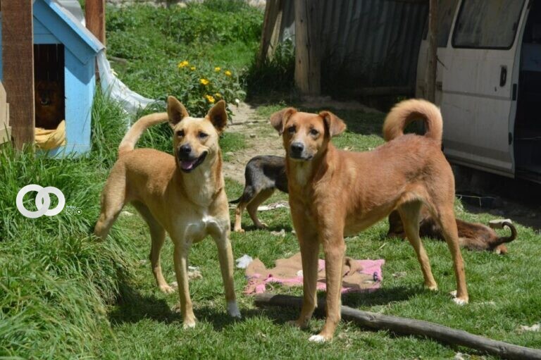 Albergue de animales abre feria de adopción en Santa Cruz
