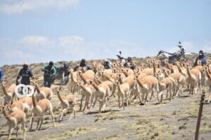 vicuñas