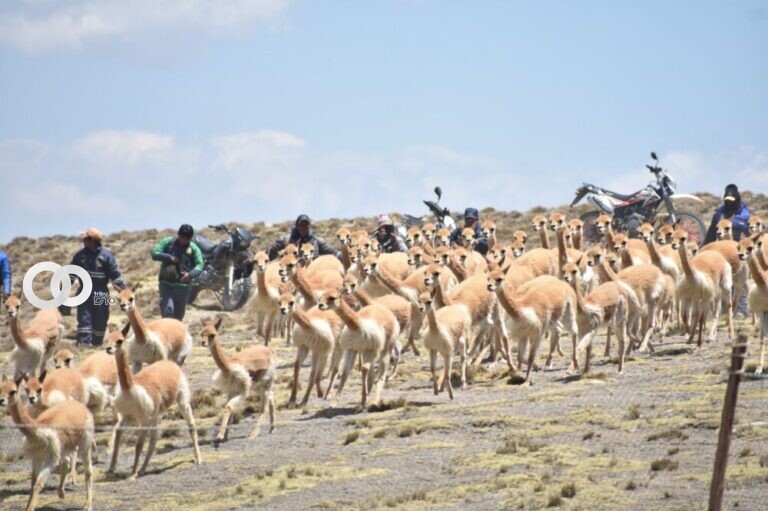 vicuñas