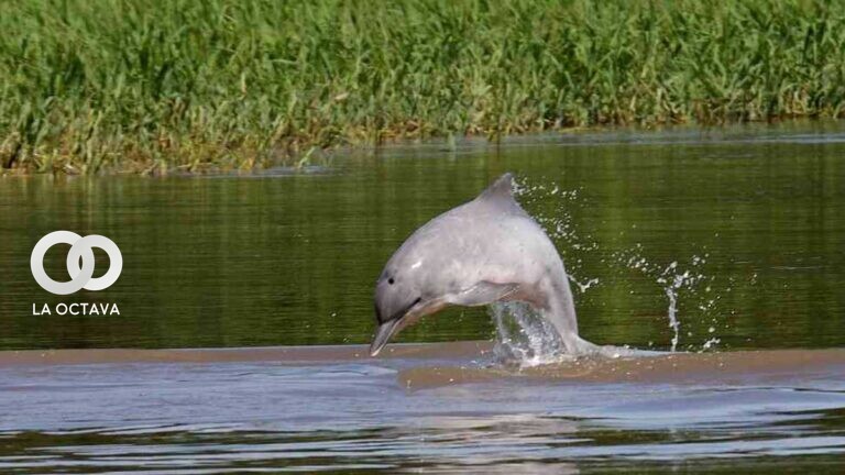 24 de octubre, Día Internacional de los Delfines de río
