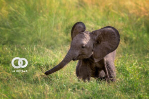 Elefante bebé