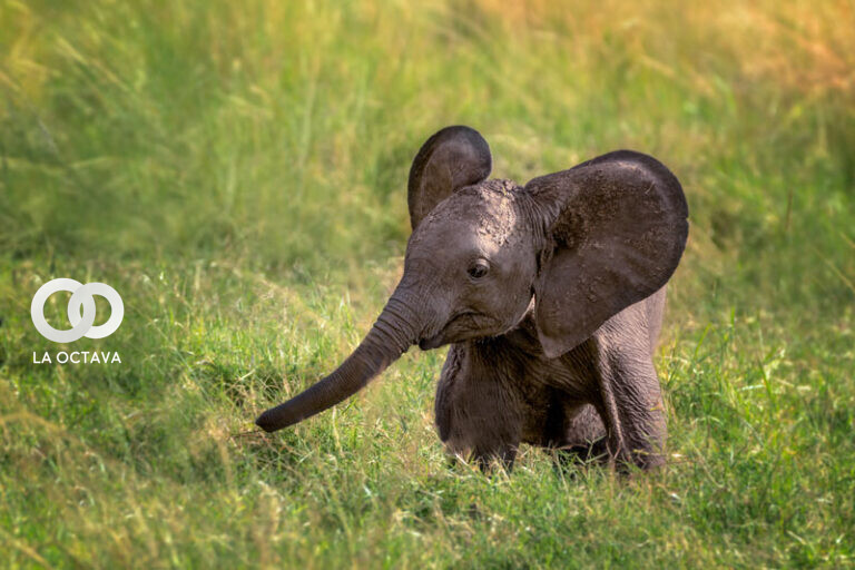 Elefante bebé