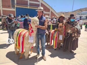 Feria de camélidos
