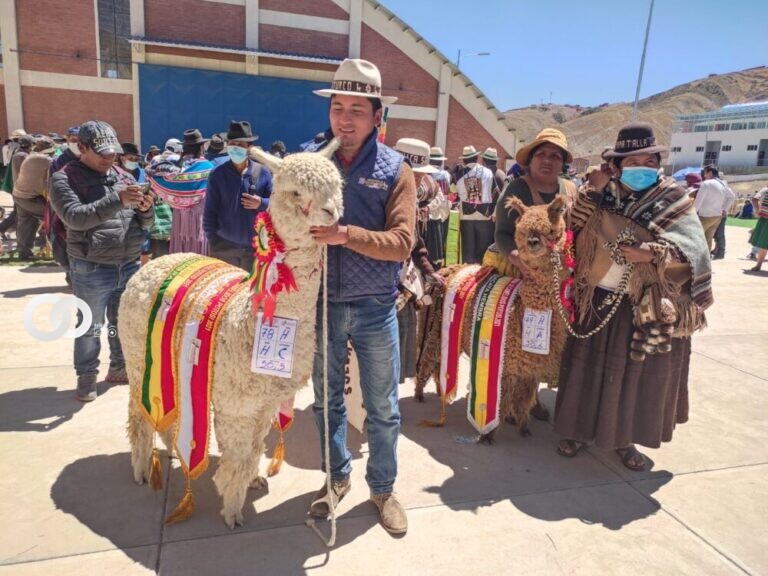 Feria de camélidos