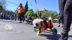 Perrotón