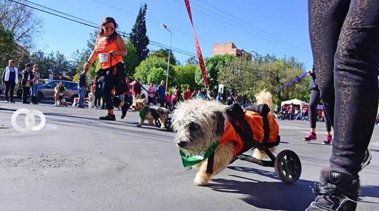 Perrotón