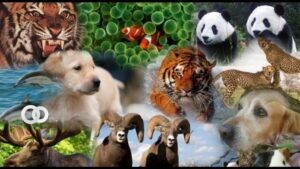 Dia Mundial de los Animales