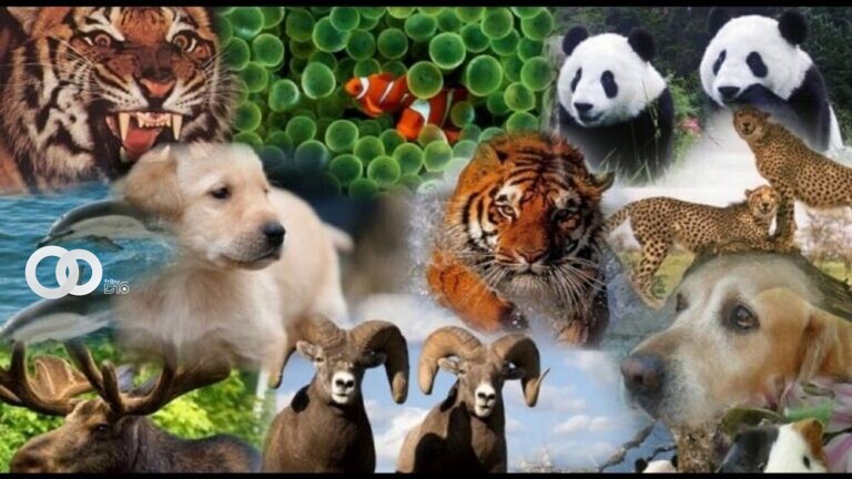 Dia Mundial de los Animales