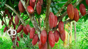 Producción de Cacao en La Paz