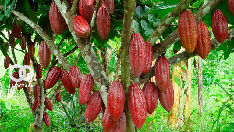 Producción de Cacao en La Paz