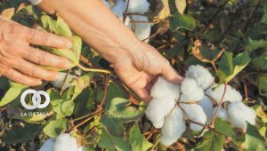 financiamiento para la producción de algodón