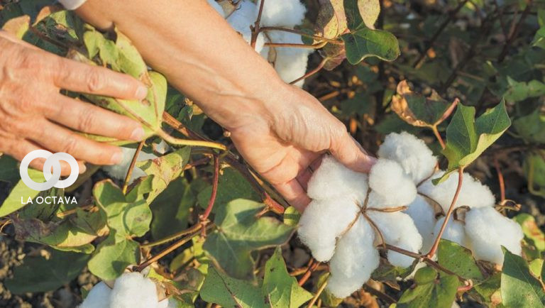 financiamiento para la producción de algodón