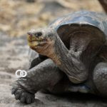 En Galápagos científicos descubren nuevos virus en las tortugas gigantes