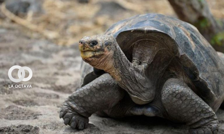 En Galápagos científicos descubren nuevos virus en las tortugas gigantes