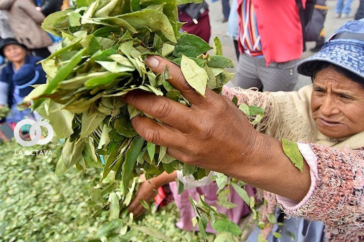 Gobierno Nacional ha ejecutado acciones dirigidas a proteger y revalorizar la coca originaria