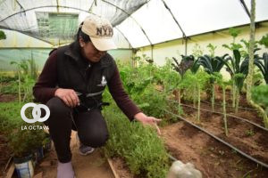 Programa Nacional de Fomento a la Agricultura Urbana y Periurbana
