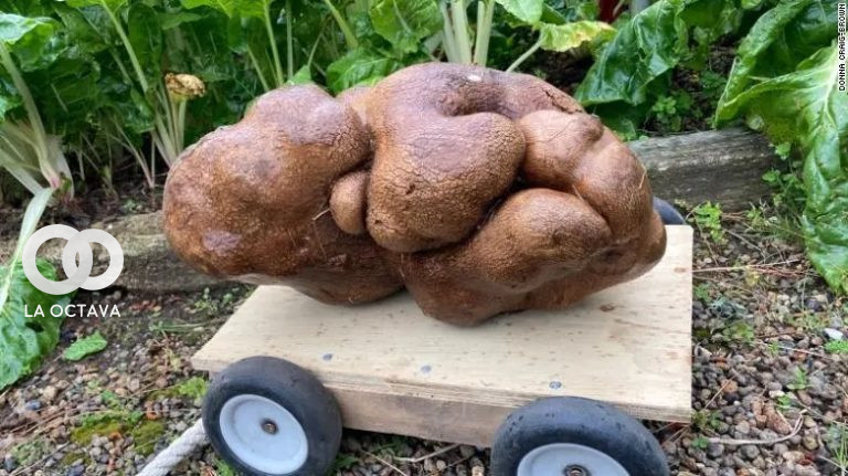 "Dug" tubérculo orgánico que almacena agua y ayuda a rebrotar tras el invierno