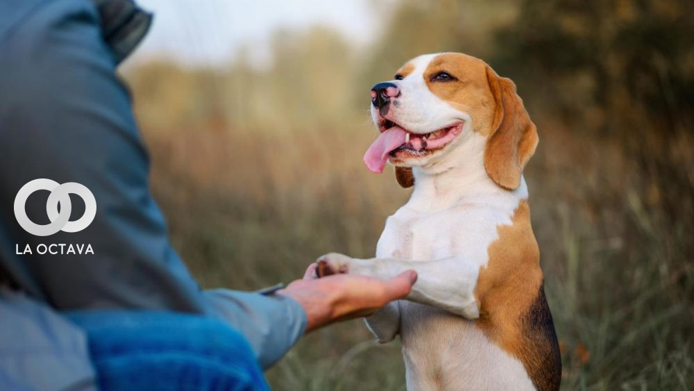 Estudio indica que los caninos son capaces de distinguir entre idiomas cuando se les habla.