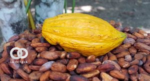 Producción del cacao