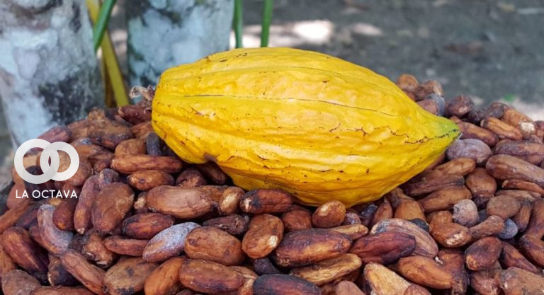 Producción del cacao