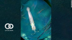 Ancestro de pulpo