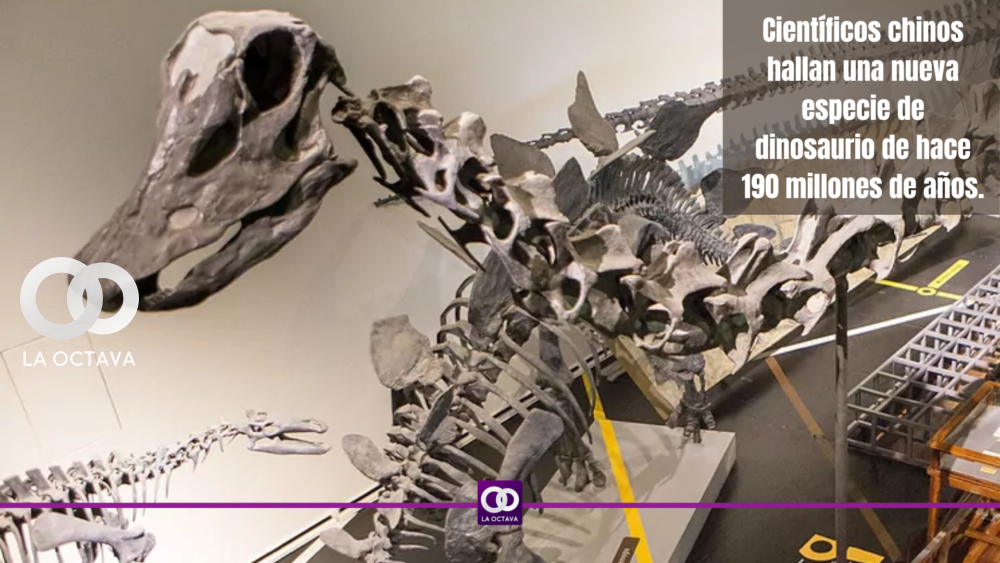 Científicos chinos hallan una nueva especie de dinosaurio de hace 190 millones de años.