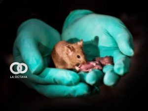 Experimento animal