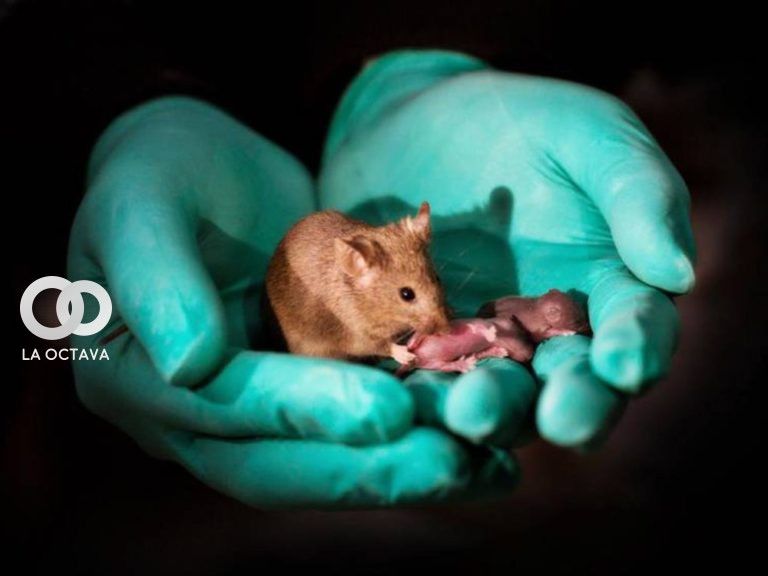 Experimento animal