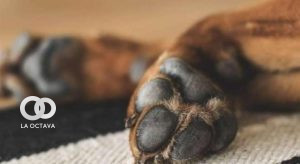 En EEUU condenan a un año de cárcel por matar a un perro