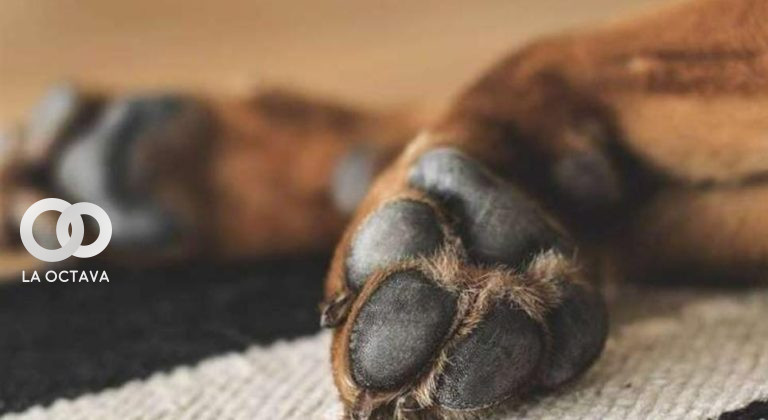 En EEUU condenan a un año de cárcel por matar a un perro