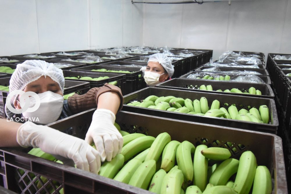Alcaldía de La Paz recibe bananos de los Yungas y Chapare