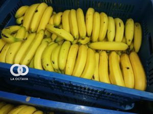 Bananos que serán repartidos en el desayuno escolar de la ciudad de La Paz