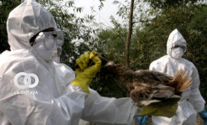 China detecta el primer caso de gripe aviar
