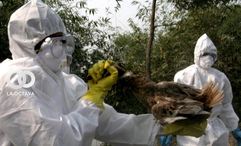China detecta el primer caso de gripe aviar