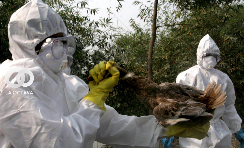 China detecta el primer caso de gripe aviar