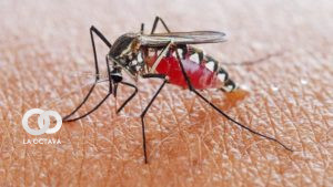Mosquito, Imagen de Referencia