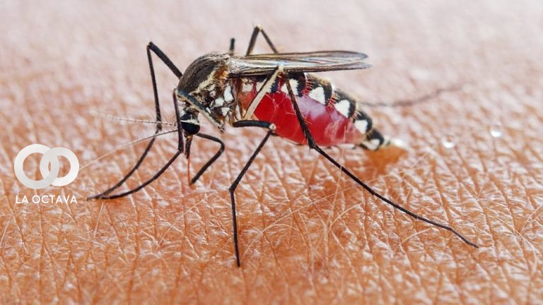 Mosquito, Imagen de Referencia