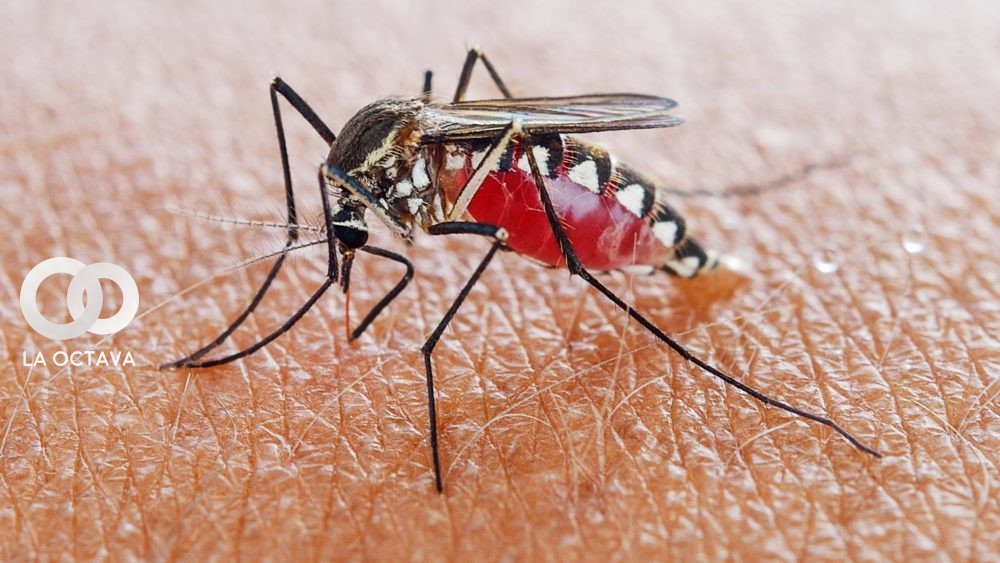 Mosquito, Imagen de Referencia